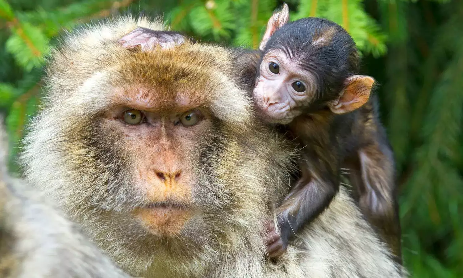 A baby Barbary Macaque riding its parent.