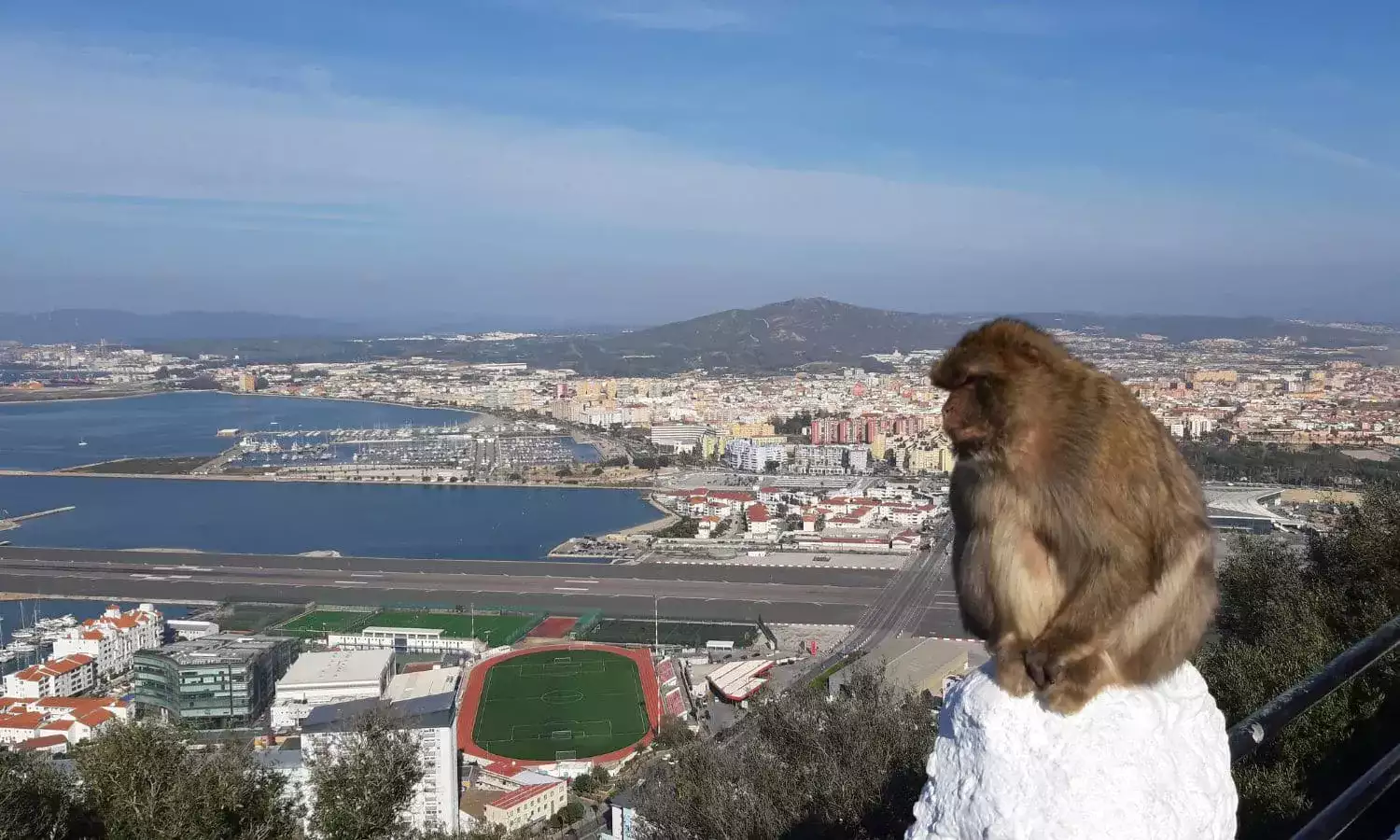 Barbary Macaque in Gibraltar, with a city in the background.
