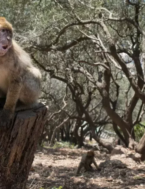 Barbary Macaque monkey in the Moroccan wilds.