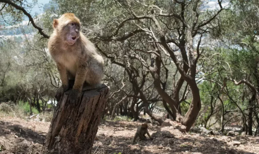 Barbary Macaque monkey in the Moroccan wilds.
