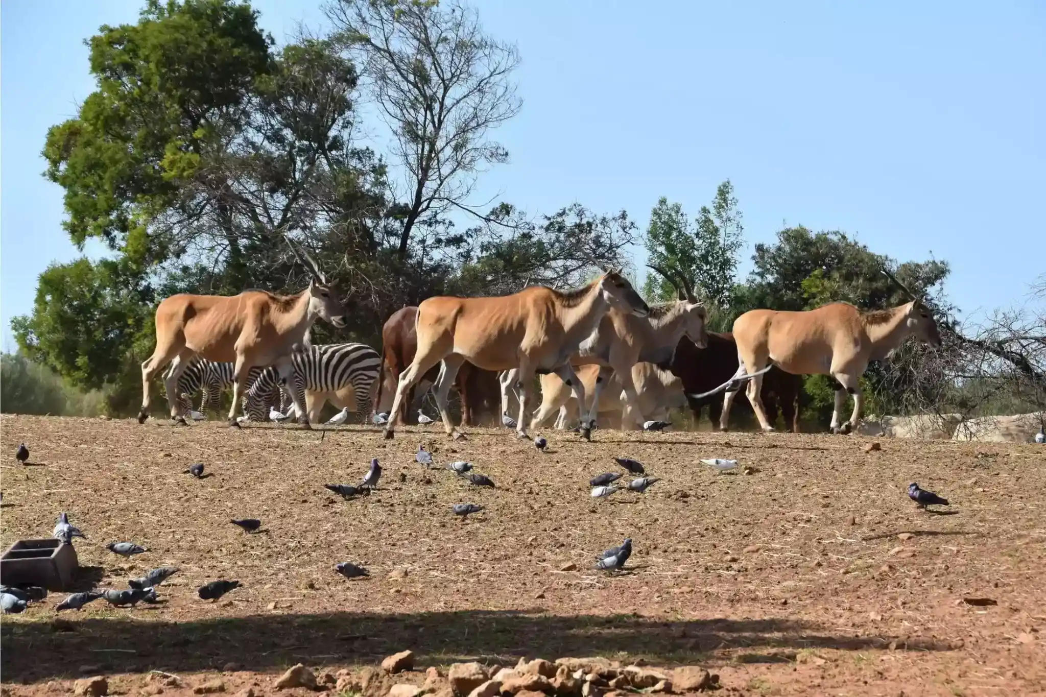 Free roaming animals the Savannah part of Rabat Zoo