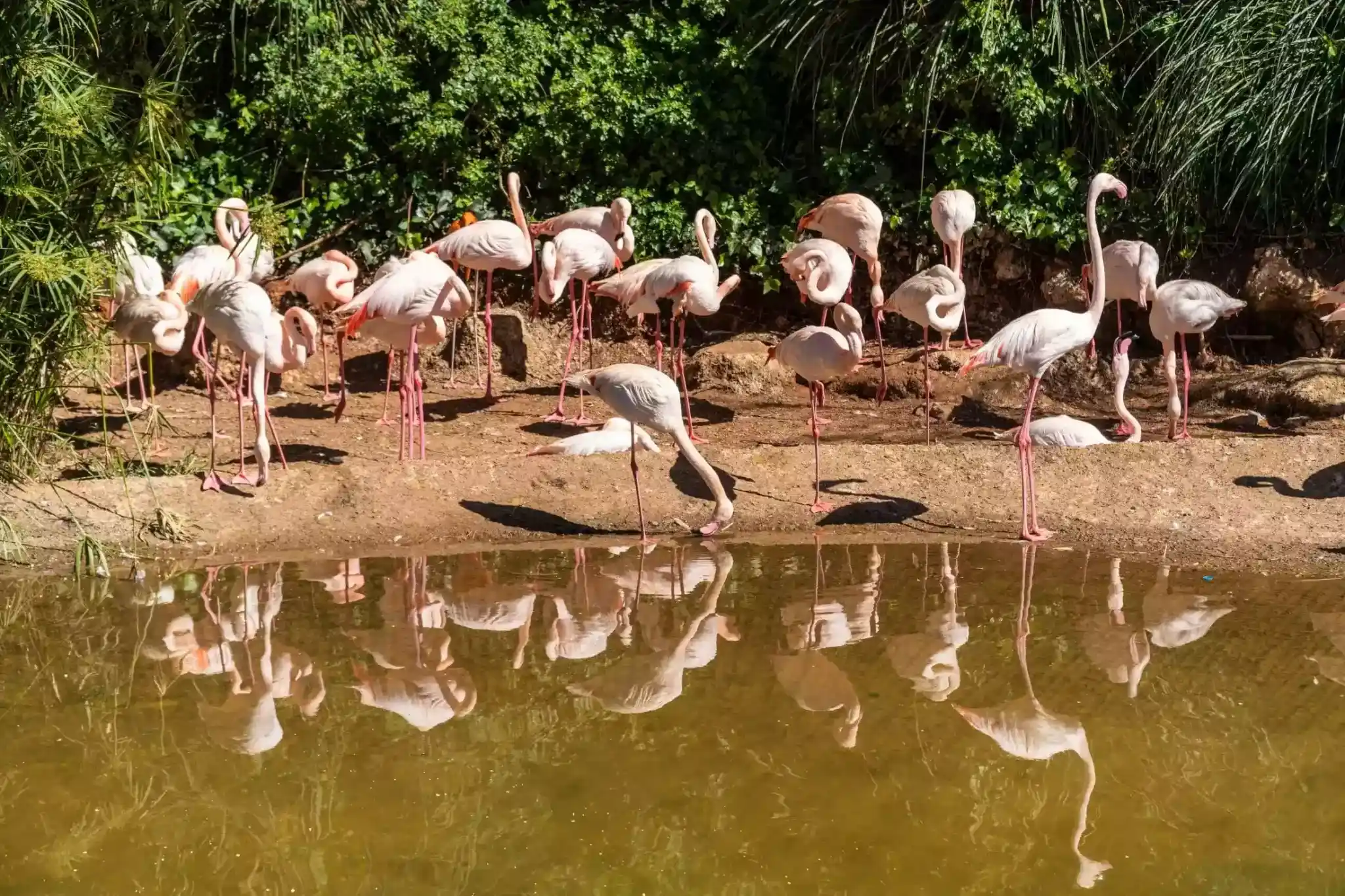 Flamingos within the National Zoo of Rabat
