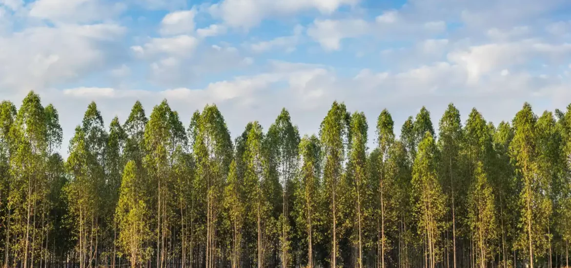eucalyptus trees line bouskoura forest casablanca 1170x550 1