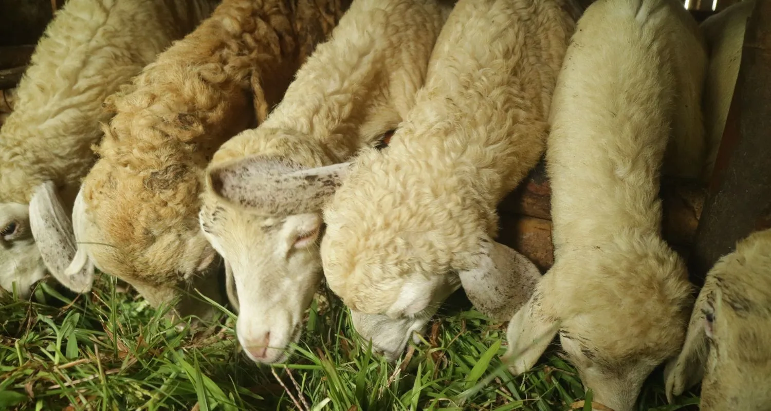 Healthy sheep ready for Qurbani sacrifice, a key tradition during Eid al-Adha.