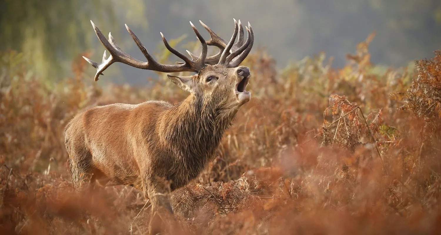 Barbary deer in the wild