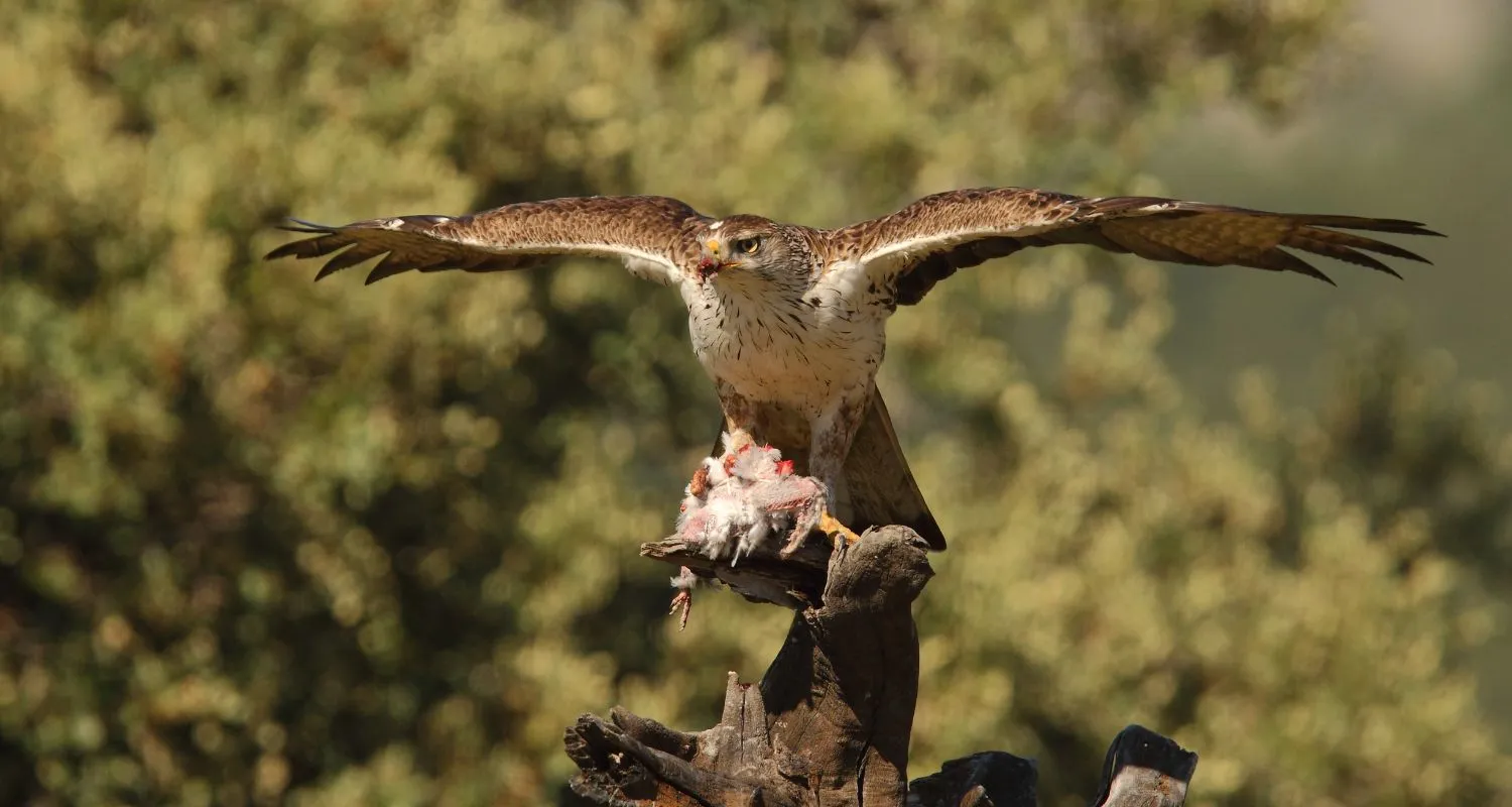 Bonelli’s eagle in Tazekka National Park