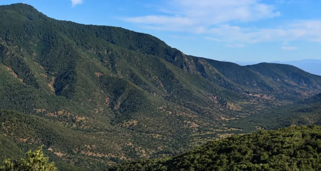 Forested slopes of Jbel Tazekka in Tazekka National Park